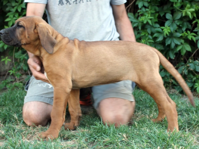Tosa Inu puppy for sale