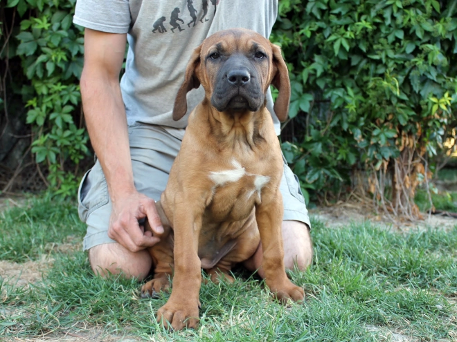 Tosa Inu puppy for sale