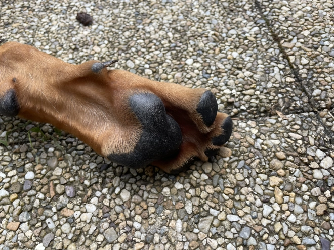 Tosa Inu puppy for sale