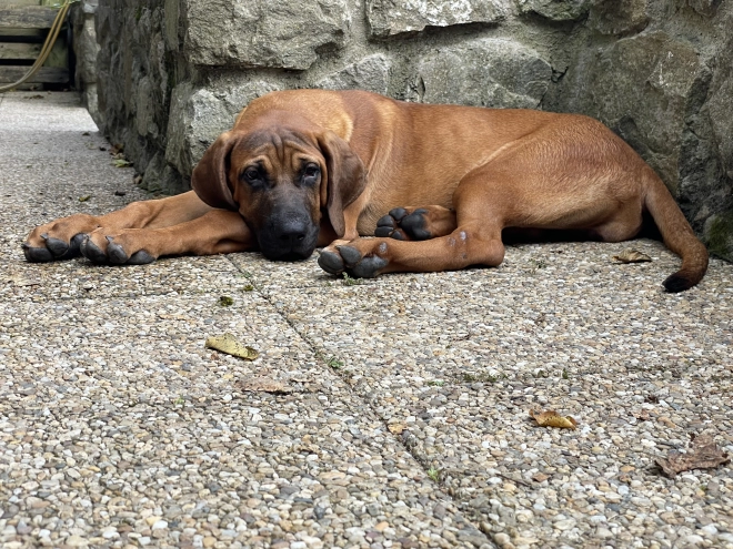 Tosa Inu puppy for sale