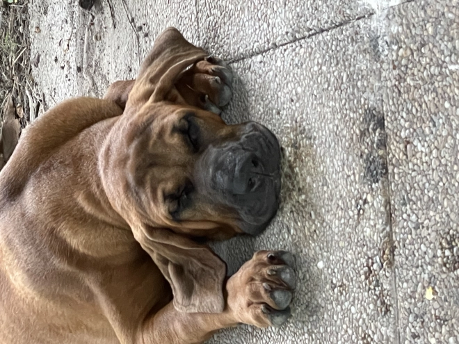 Tosa Inu puppy for sale