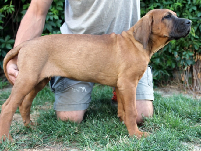Tosa Inu puppy for sale