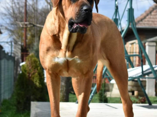 Tosa Inu puppy for sale