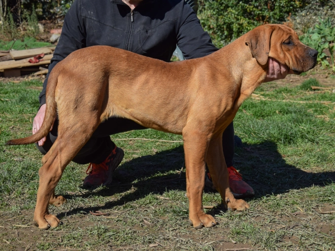 Tosa Inu puppy for sale