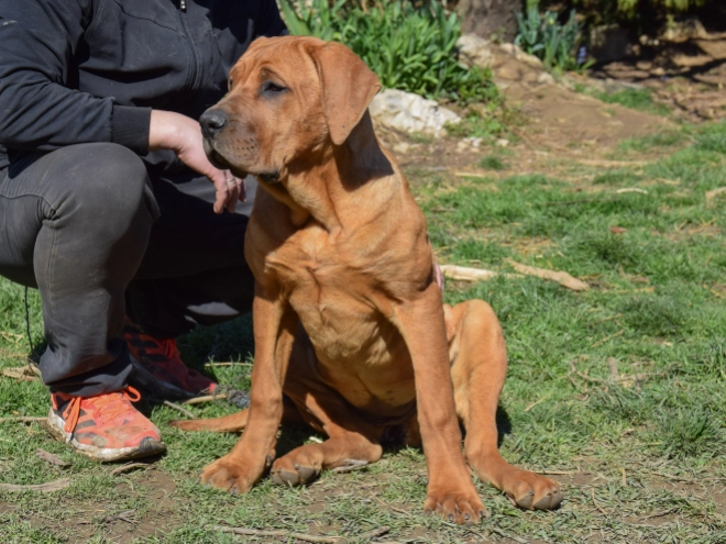 Tosa Inu puppy for sale
