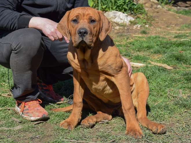 Tosa Inu puppy for sale