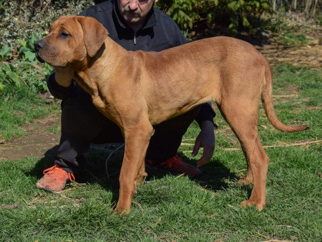 Tosa Inu puppy for sale