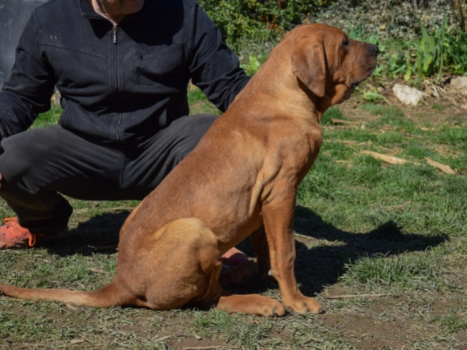 Tosa Inu puppy for sale