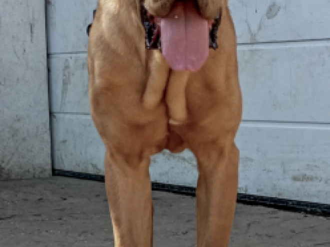 Tosa Inu Welpe kaufen