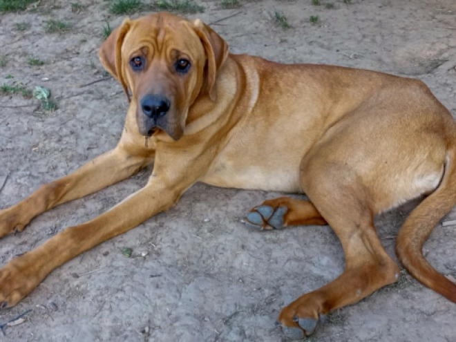 Tosa Inu Welpe kaufen
