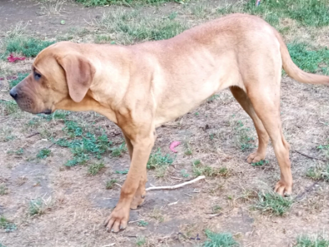 Tosa Inu puppy for sale