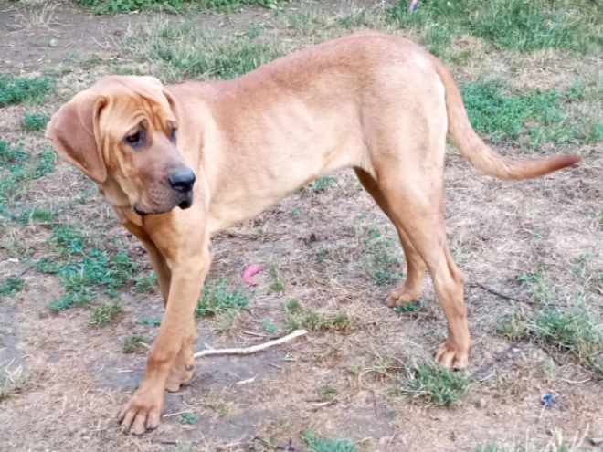 Tosa Inu puppy for sale