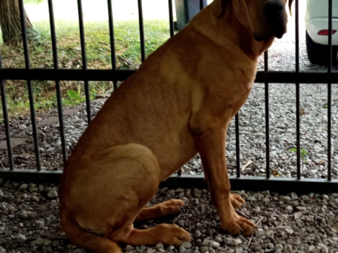 Tosa Inu puppy for sale