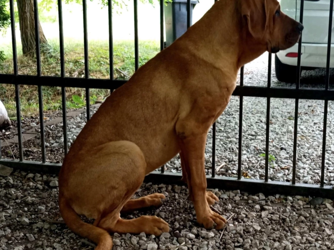 Tosa Inu puppy for sale