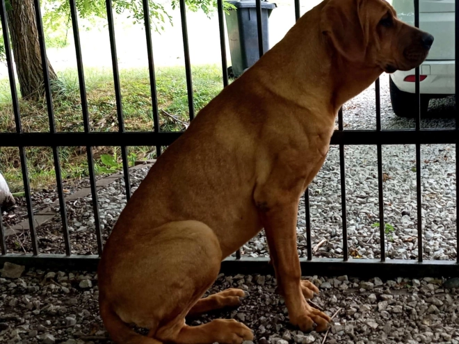 Tosa Inu puppy for sale