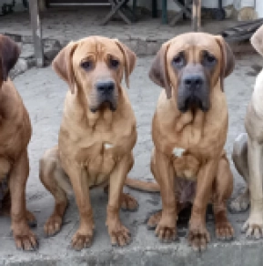 Tosa Inu puppy for sale