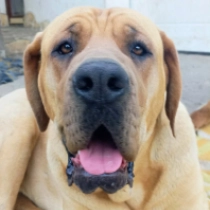 Anika, red Tosa Inu en venta