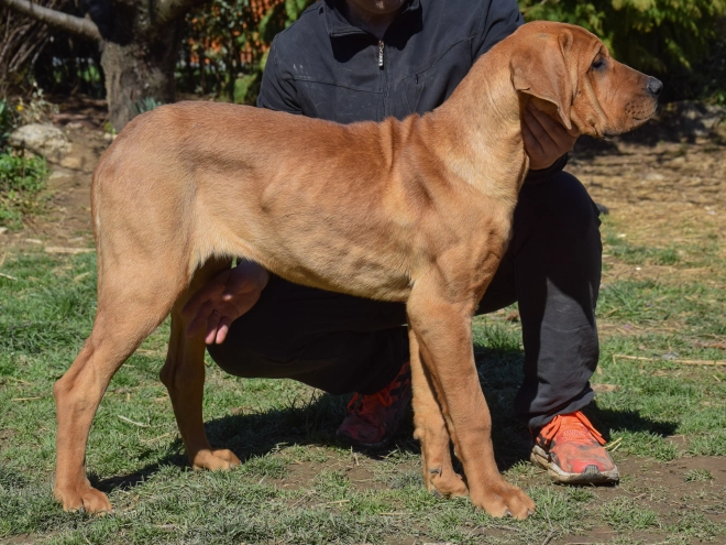 Tosa Inu puppy for sale