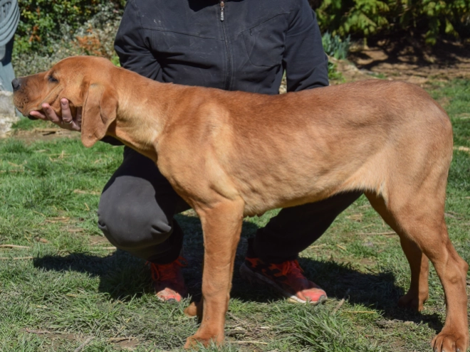 Tosa Inu puppy for sale