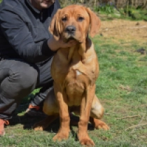 Perros Tosa Inu en venta