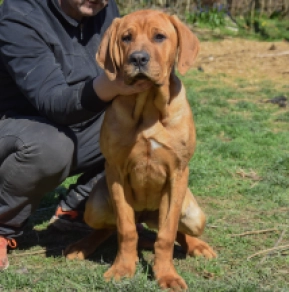 Tosa Inu puppy for sale