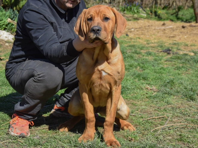Tosa Inu puppy for sale
