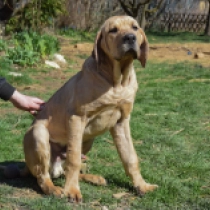 Perros Tosa Inu en venta