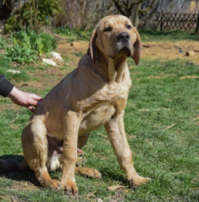 Tosa Inu puppy for sale