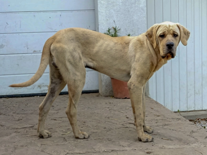Tosa Inu Welpe kaufen