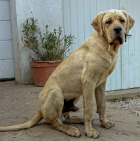 Tosa Inu Welpe kaufen
