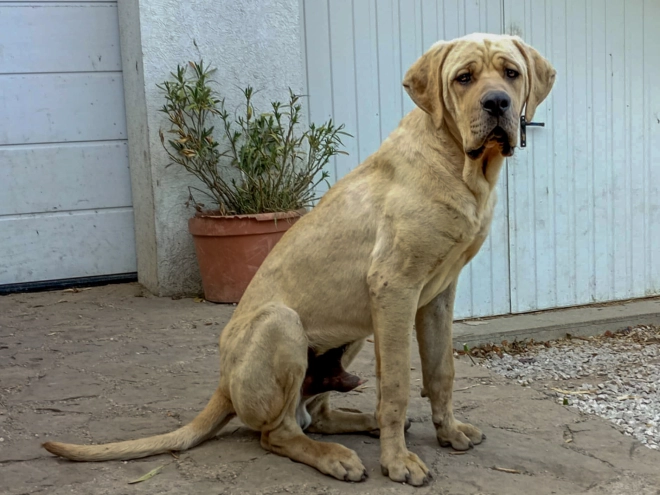 Tosa Inu Welpe kaufen