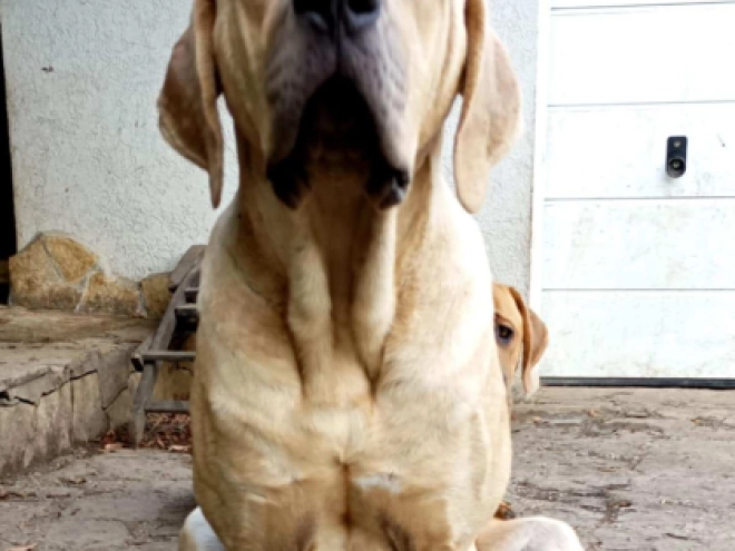 Tosa Inu Welpe kaufen