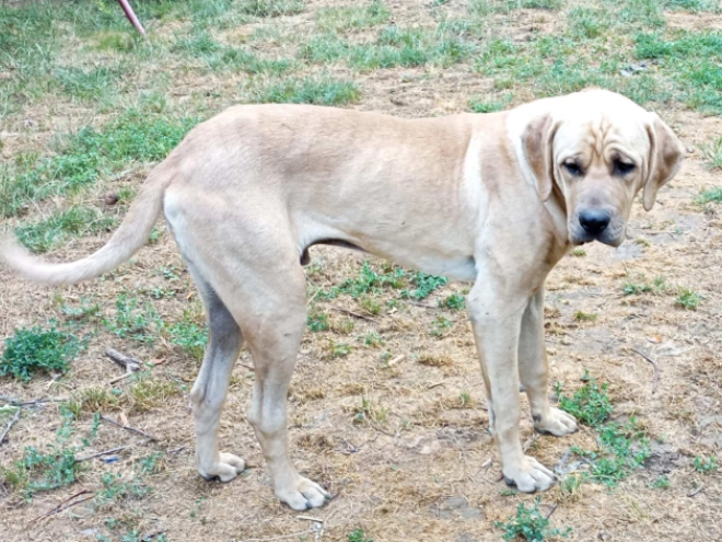 Tosa Inu Welpe kaufen