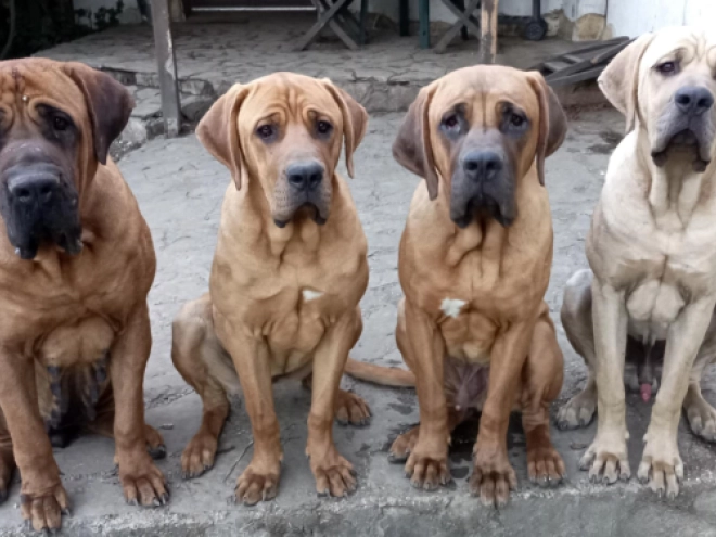 Tosa Inu Welpe kaufen