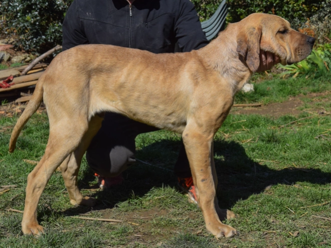 Tosa Inu puppy for sale