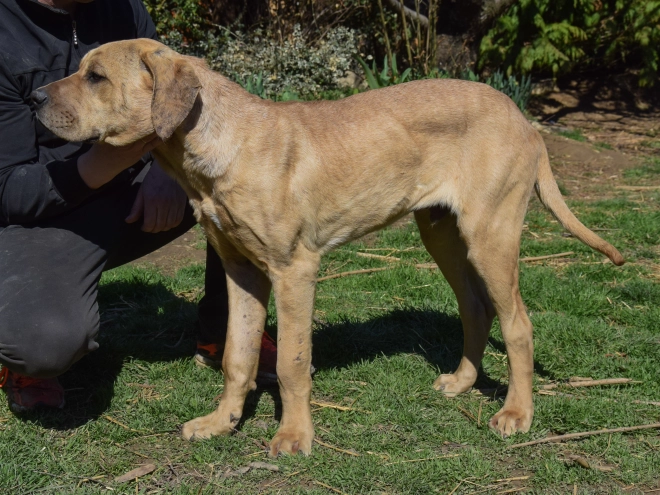 Tosa Inu puppy for sale