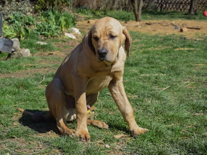 Tosa Inu puppy for sale