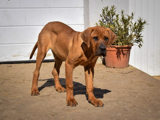 Tosa Inu puppy for sale