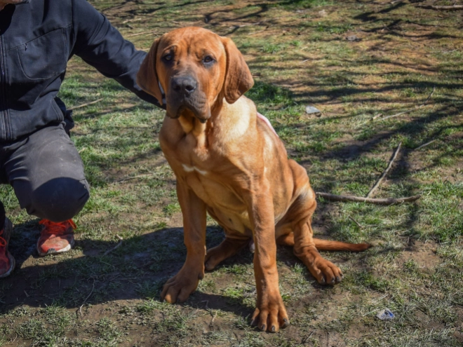 Tosa Inu puppy for sale