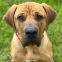 Aromo, red Tosa Inu for sale