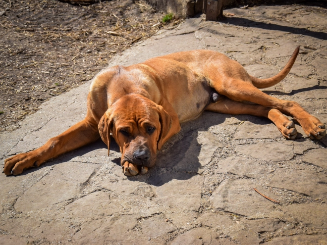 Tosa Inu puppy for sale