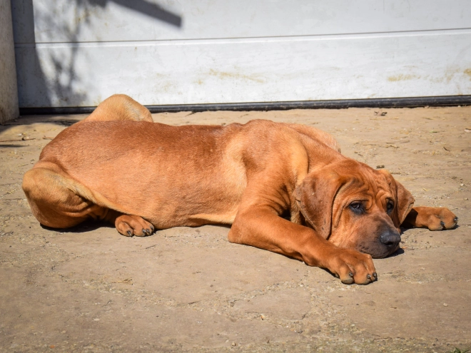 Tosa Inu puppy for sale
