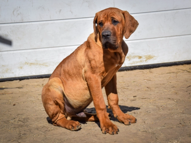 Tosa Inu puppy for sale