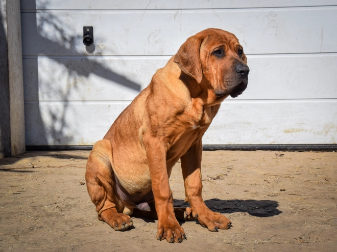 Tosa Inu puppy for sale