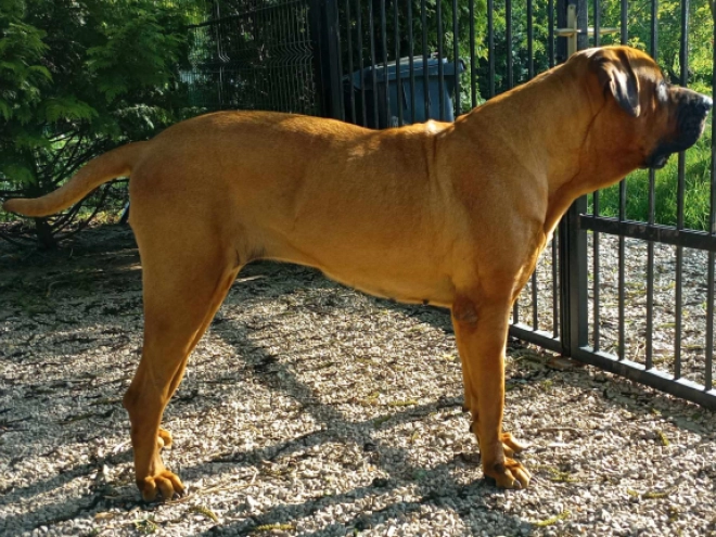 Tosa Inu puppy for sale