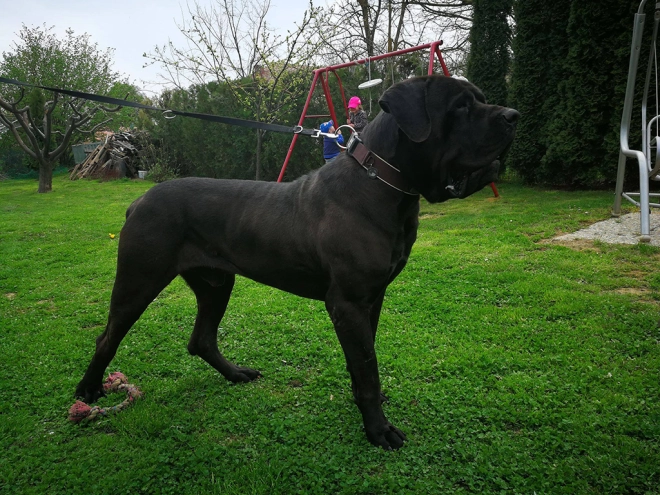 Tosa Inu puppy for sale