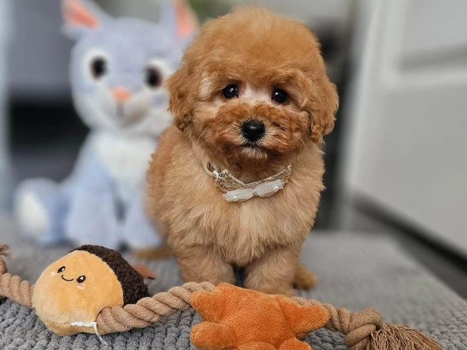 Perros Caniche Toy en venta