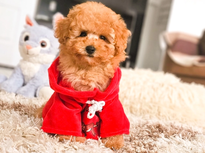 Perros Caniche Toy en venta
