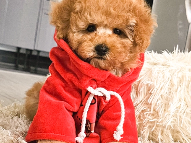 Perros Caniche Toy en venta