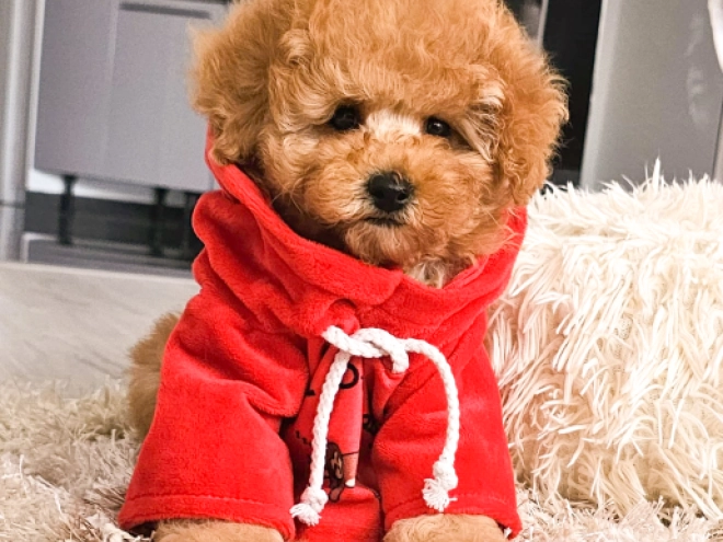 Perros Caniche Toy en venta
